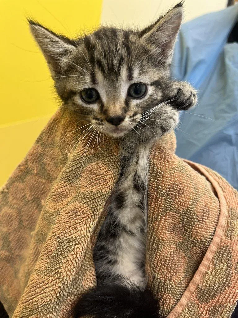 A baby small-sized female Domestic Short Hair cat named Brittany for adoption in Raleigh, NC
