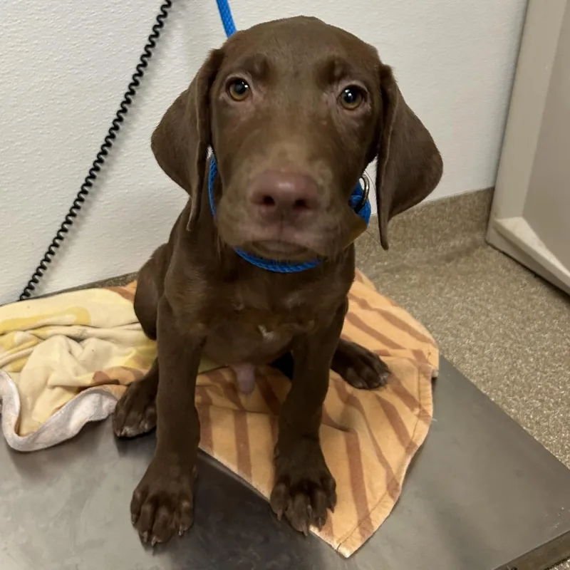 A baby small-sized male Brown / Chocolate Labrador Retriever dog named Leonardo for adoption in League City, TX