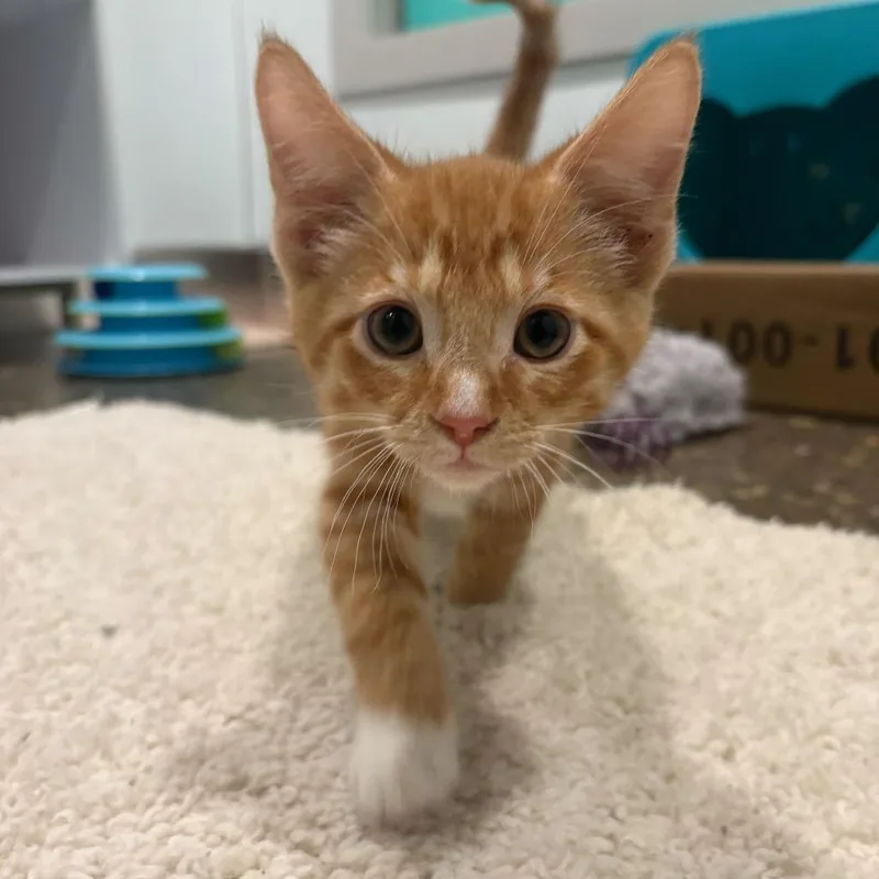 A baby small-sized male Orange / Red Domestic Short Hair cat named Scallywag for adoption in Louisville, KY
