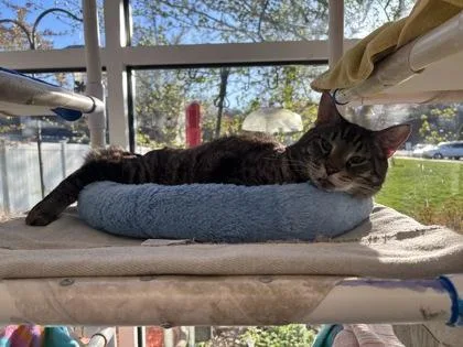 An adult small-sized male Domestic Short Hair cat named Tino for adoption in Madison, NJ