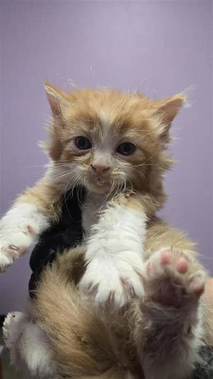 A baby small-sized male Orange / Red Domestic Medium Hair cat named 60779123 for adoption in El Paso, TX
