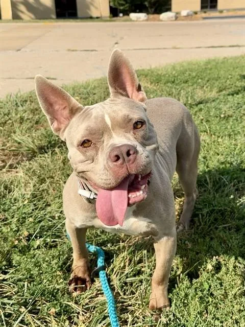 A young medium-sized female Boston Terrier dog named Butternut for adoption in Olivette, MO