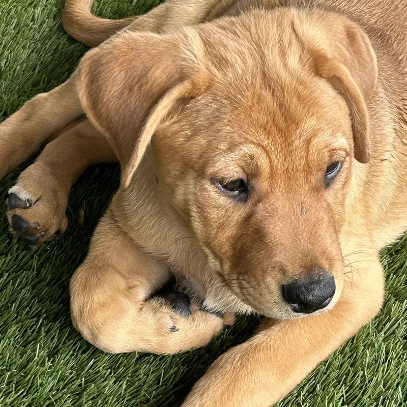 Caroline thumbnail 2