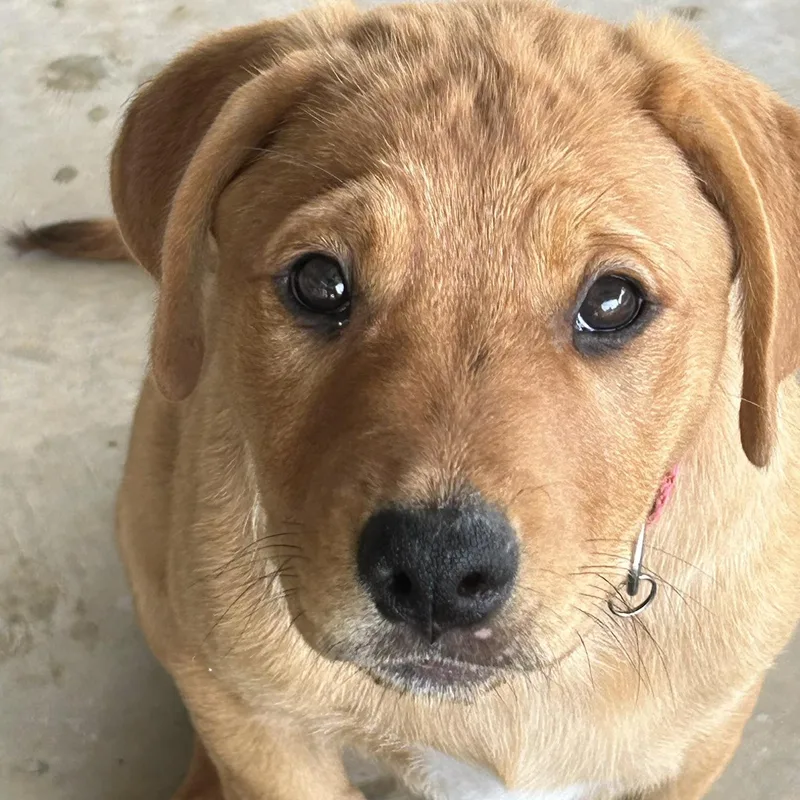 A baby large-sized female Rottweiler dog named Caroline for adoption in Krum, TX