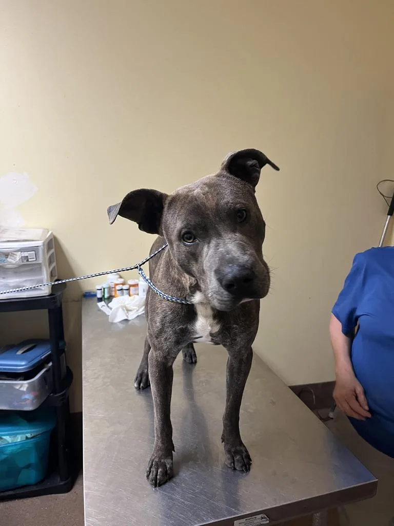 A young medium-sized male Mixed Breed dog named Dr. Kisses for adoption in Florence, SC
