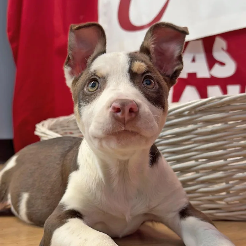 A baby medium-sized female White / Cream Mixed Breed dog named Ariel for adoption in Leander, TX