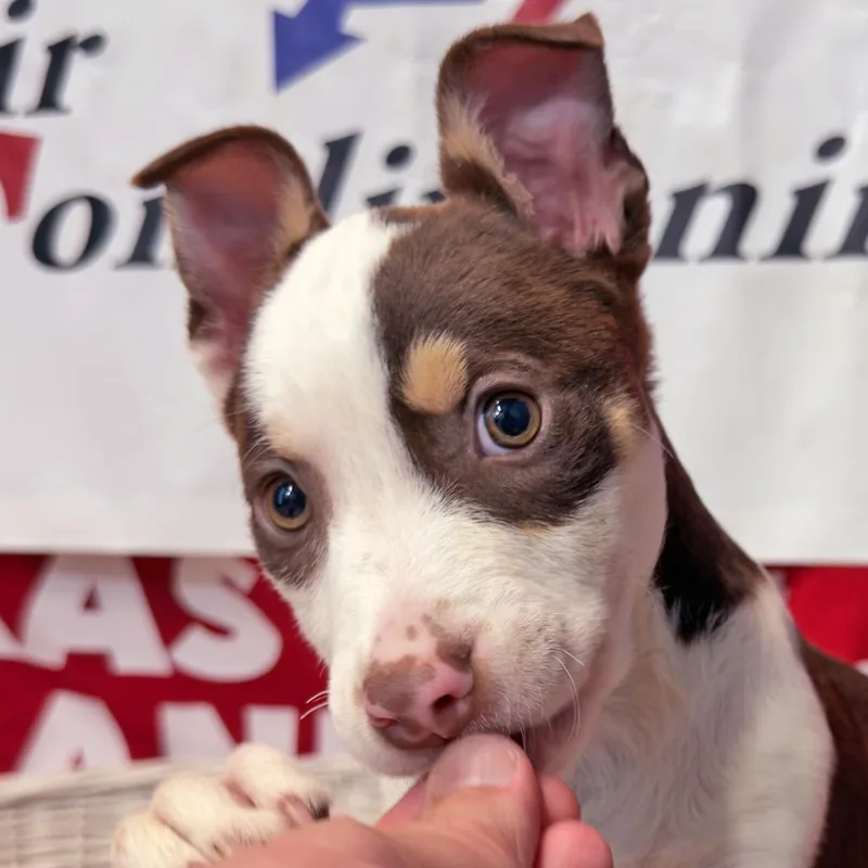 Ariel thumbnail 4