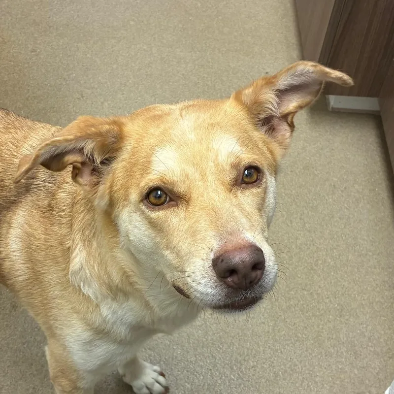 An adult small-sized female Yellow / Tan / Blond / Fawn Labrador Retriever dog named Connie for adoption in Corpus Christi, TX