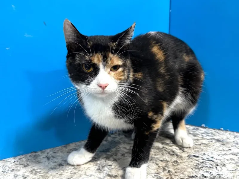 A young small-sized female Dilute Calico cat named Celeste for adoption in Powell, OH