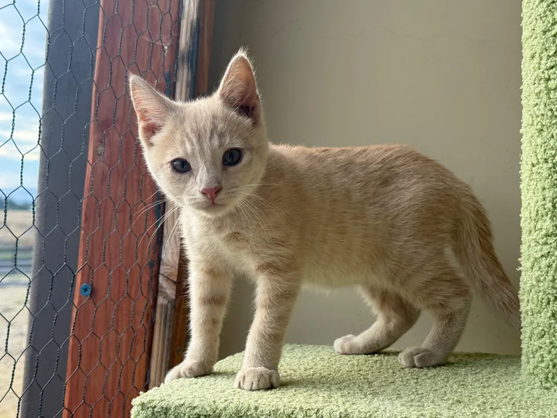 A young small-sized male Cream / Ivory Domestic Short Hair cat named Marty for adoption in Hollister, CA