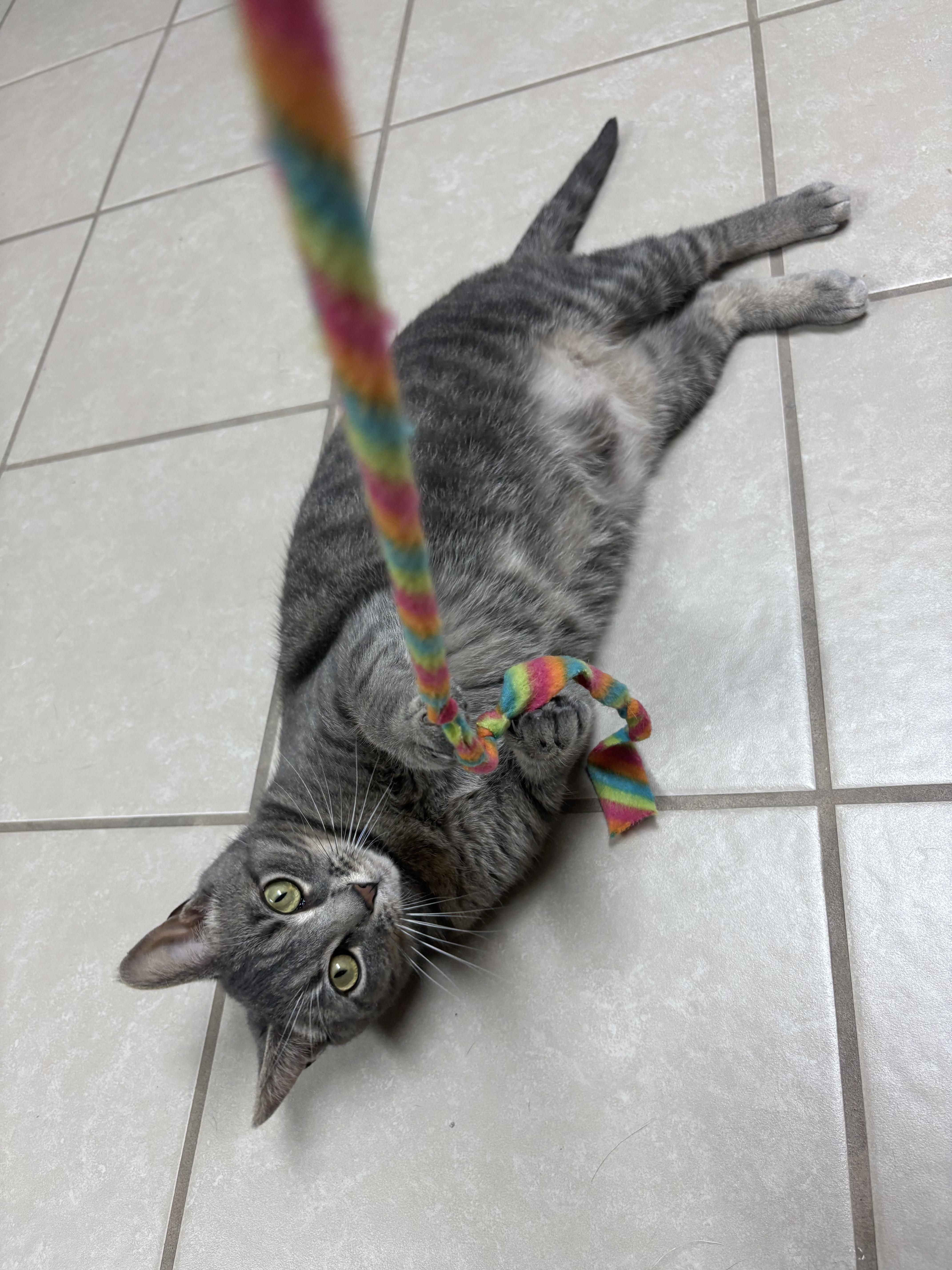 An adult large-sized female Domestic Short Hair cat named Meowilyn Monroe for adoption in New Baltimore, MI