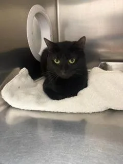 A young medium-sized male Domestic Short Hair cat named Gary for adoption in Sandusky, OH