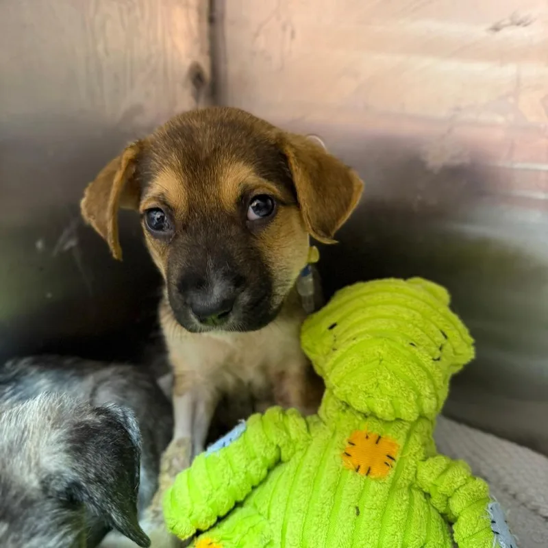 A baby medium-sized female Brown / Chocolate Mixed Breed dog named Gucci for adoption in Austin, TX