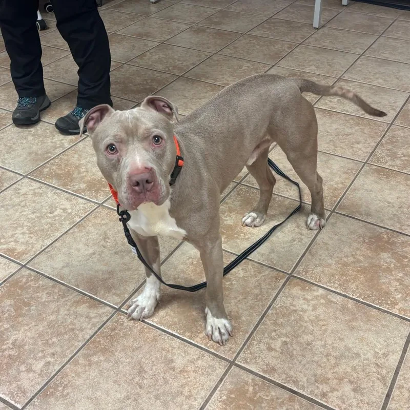 An adult medium-sized male Gray / Blue / Silver Pit Bull Terrier dog named Rey for adoption in Birdsboro, PA