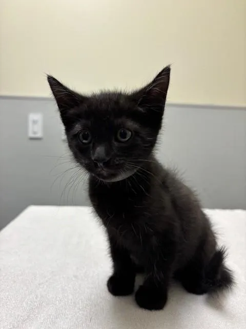A baby small-sized male Domestic Short Hair cat named Cole for adoption in Leesburg, VA