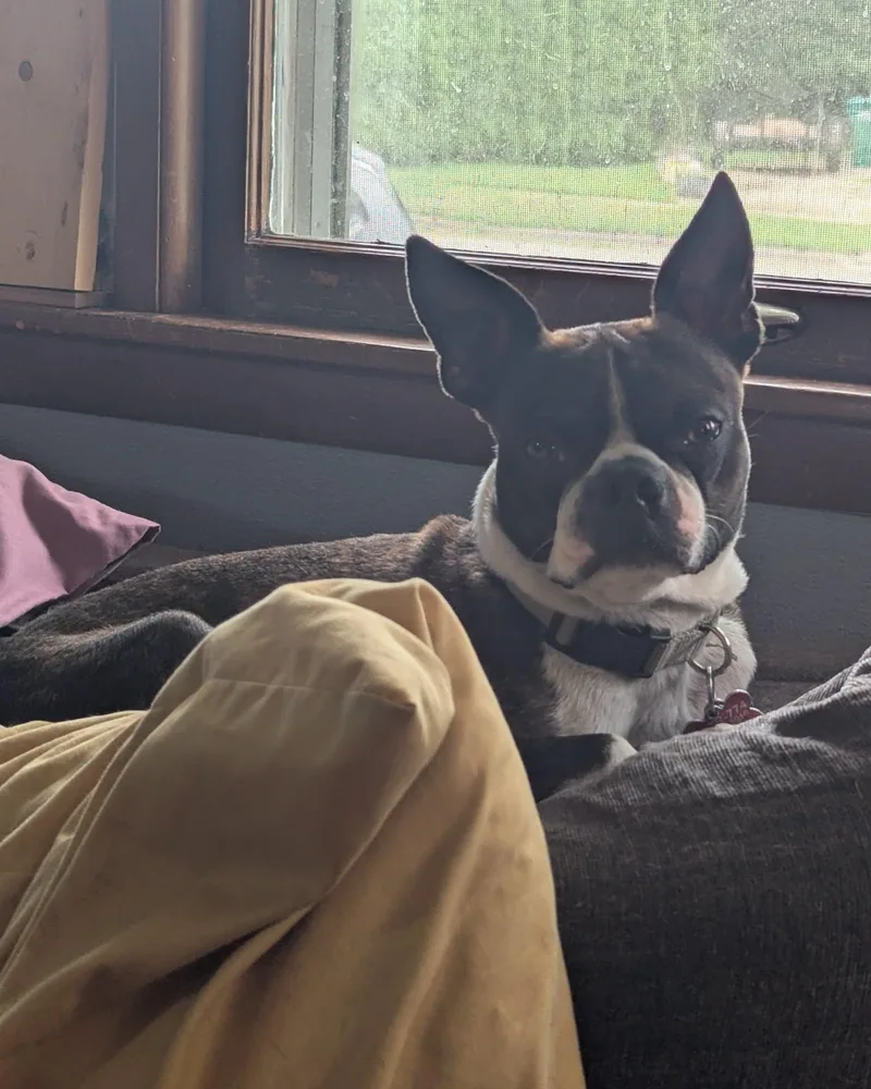 An adult small-sized male Brindle Boston Terrier dog named Conan for adoption in Waukesha, WI