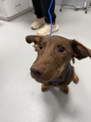 A young small-sized male Dachshund dog named Reese`s Puff for adoption in Cumming, GA
