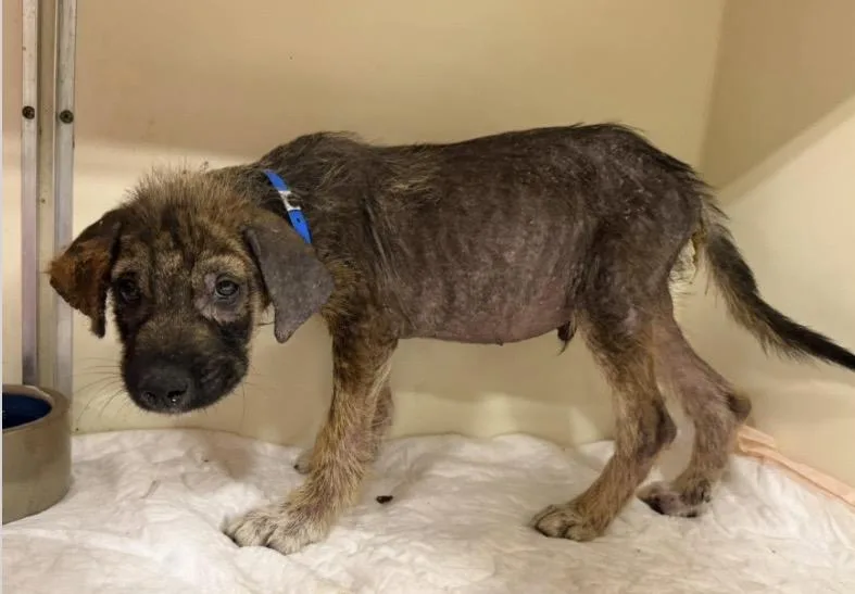 A baby medium-sized male Black German Shepherd Dog dog named Rufus for adoption in Santa Rosa, CA