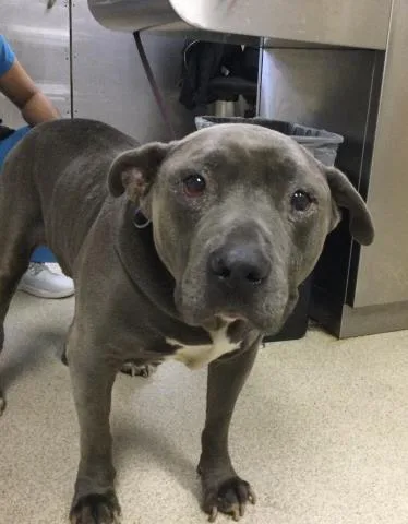 An adult large-sized male Pit Bull Terrier dog named Humphrey for adoption in Riverside, CA
