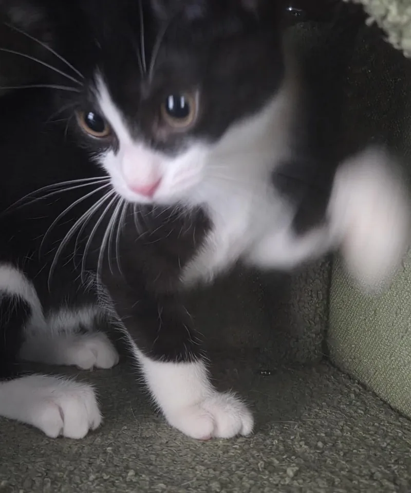 Shamrock thumbnail 2