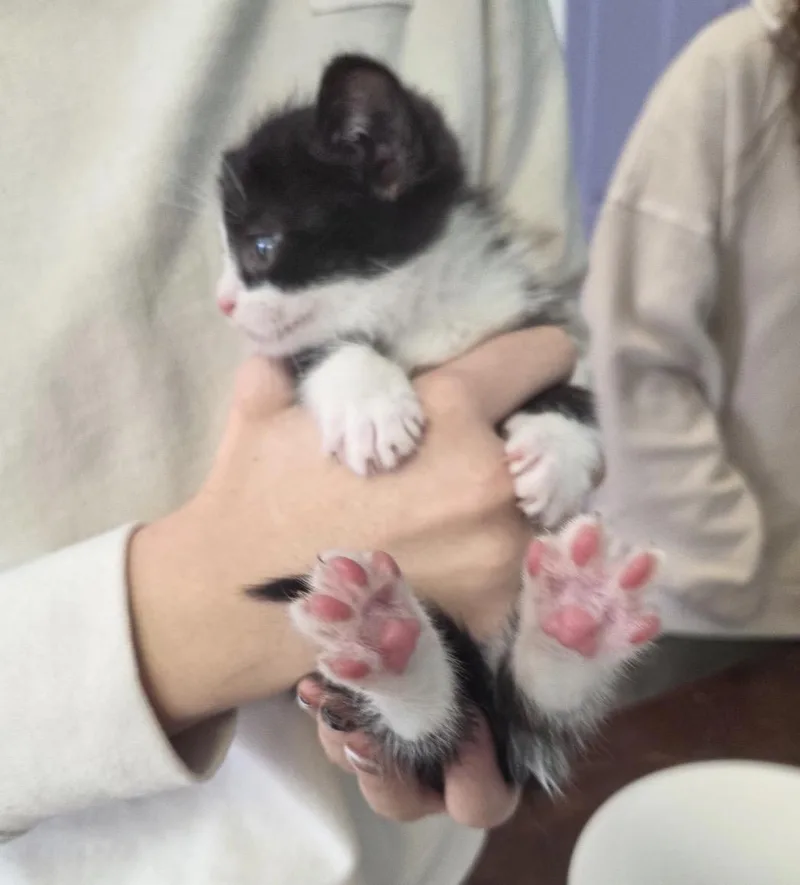 Shamrock thumbnail 3