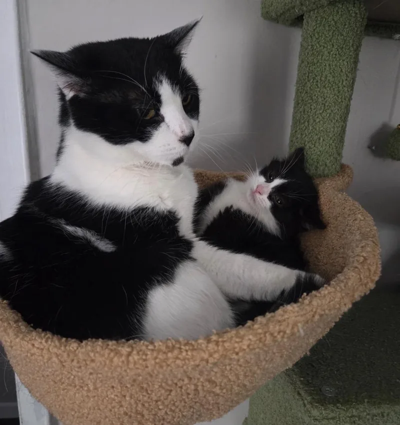 Shamrock thumbnail 4