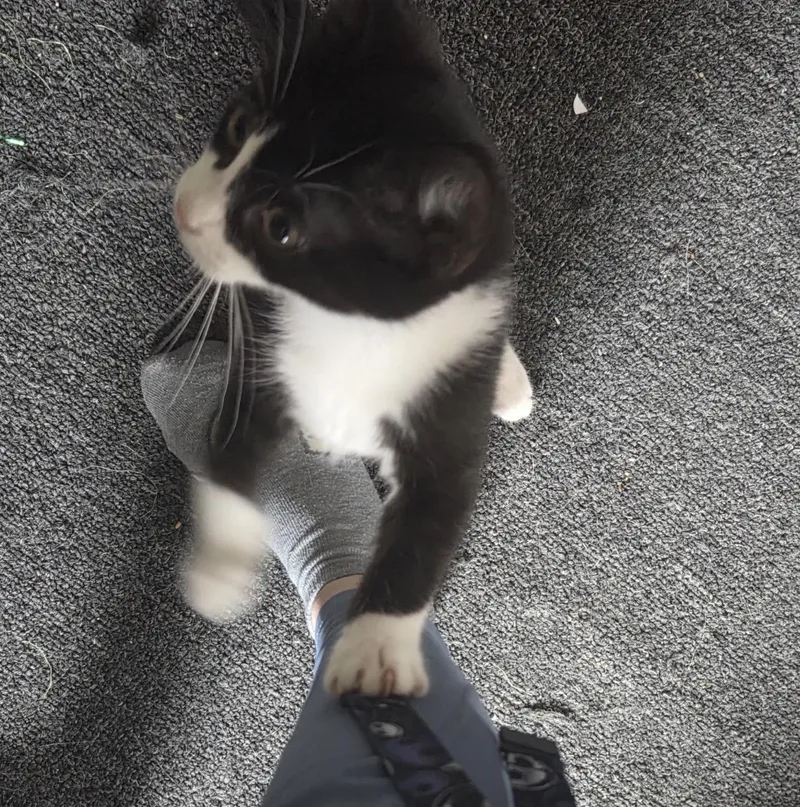 Shamrock thumbnail 5