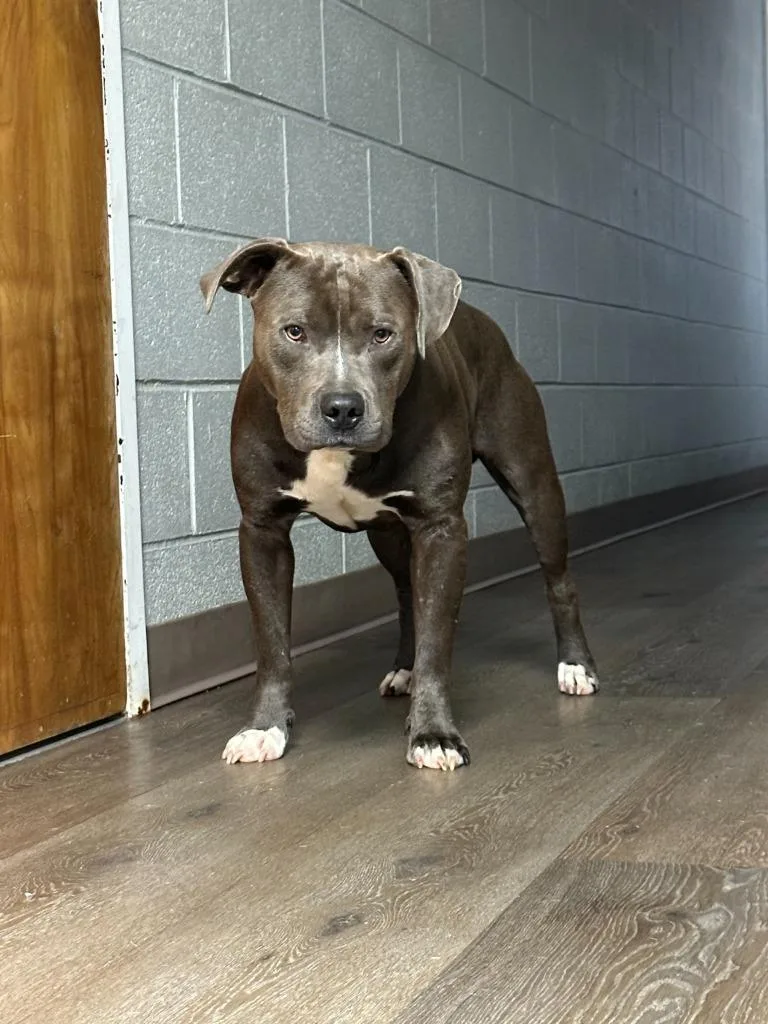 A young large-sized male Mixed Breed dog named Colossus for adoption in Lavonia, GA