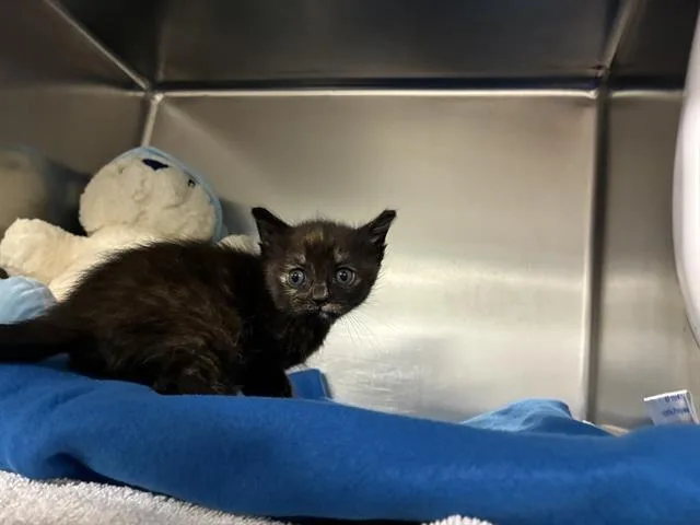 A baby small-sized female Domestic Short Hair cat named Hazel for adoption in San Martin, CA