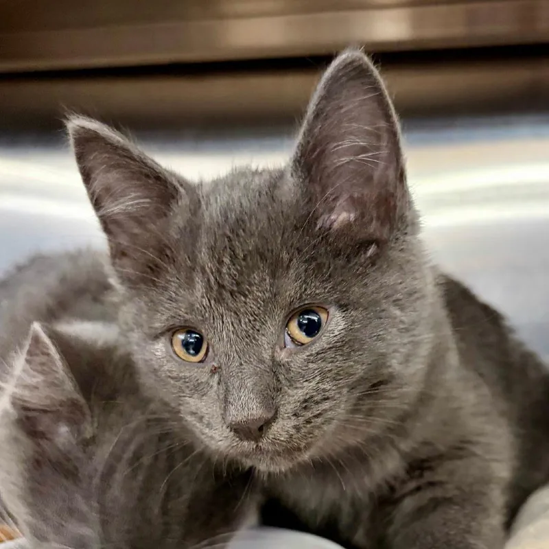 A baby small-sized male Gray / Blue / Silver Domestic Short Hair cat named Brett for adoption in Hamburg, NY