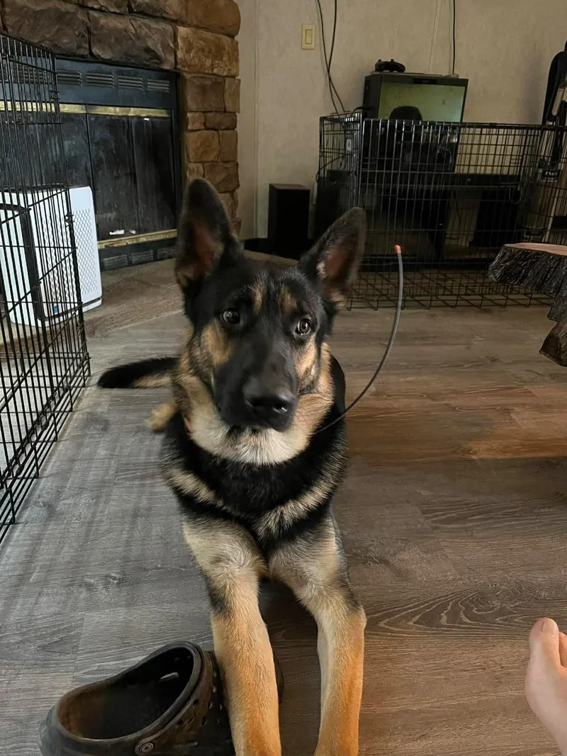 An adult large-sized male Black German Shepherd Dog dog named Diesel for adoption in Mora, MN