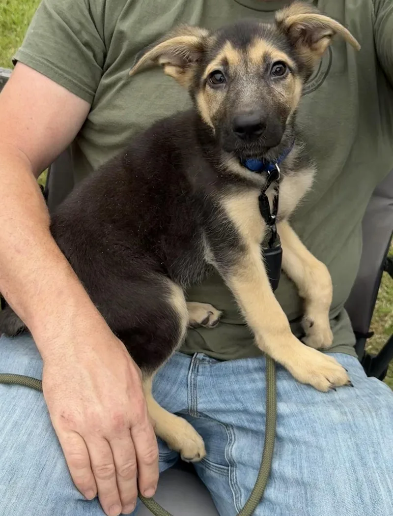 A baby medium-sized female Tricolor (Brown, Black, & White) German Shepherd Dog dog named Leia for adoption in Southern Pines, NC
