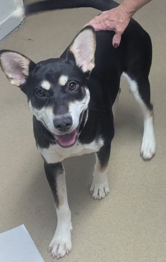 A baby medium-sized male Husky dog named Sissy for adoption in Waverly, TN