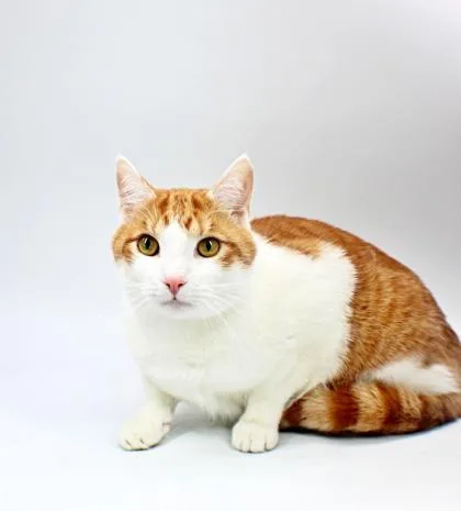 An adult small-sized male Domestic Short Hair cat named Autumn for adoption in Morton Grove, IL