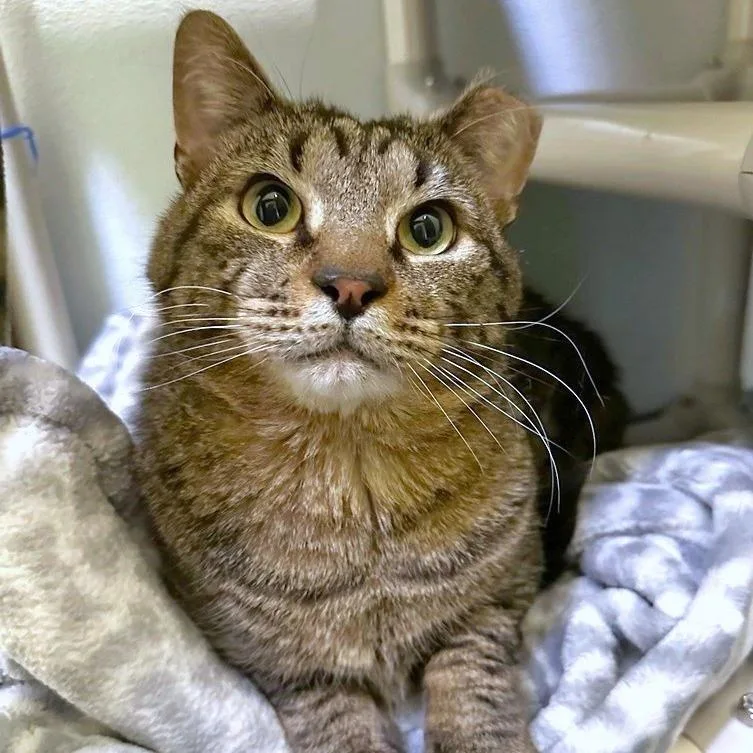 An adult medium-sized male Brown / Chocolate Domestic Short Hair cat named The Great Gazoo for adoption in Woodinville, WA
