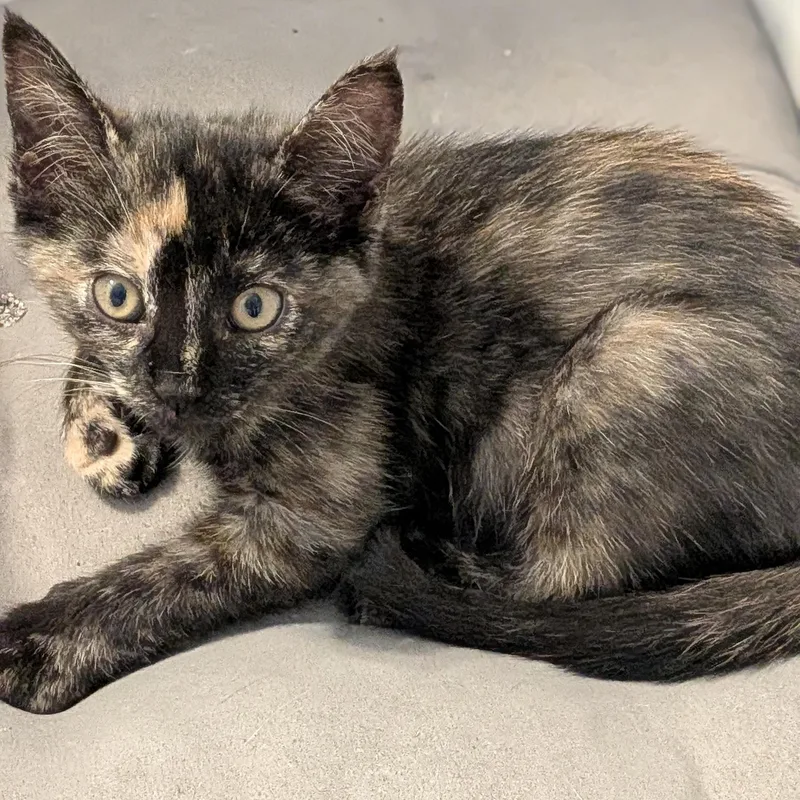 A baby medium-sized female Domestic Short Hair cat named Ruby for adoption in Wilmington, NC