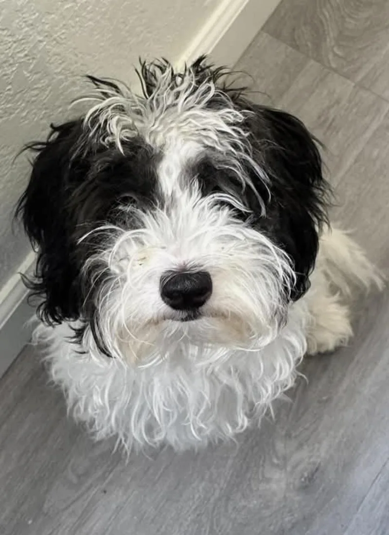 A young small-sized female Harlequin Maltipoo dog named Snuffle for adoption in Fresno, CA