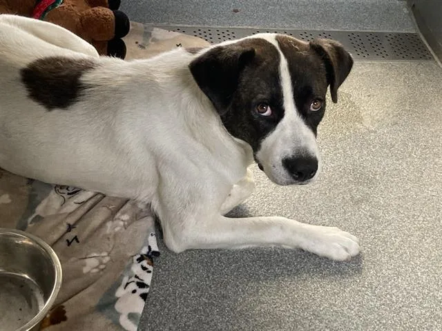 A young medium-sized female Pit Bull Terrier dog named Dolly for adoption in Tustin, CA