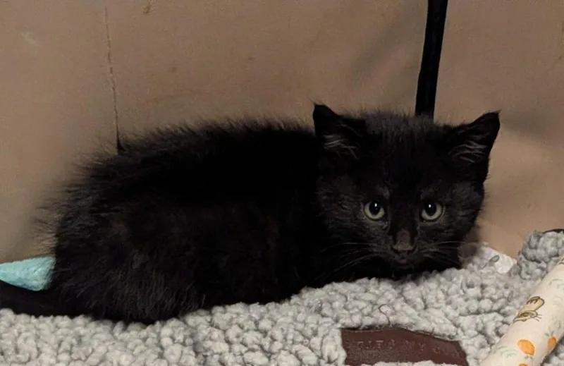 A baby small-sized female American Shorthair cat named Pickle for adoption in Hagaman, NY