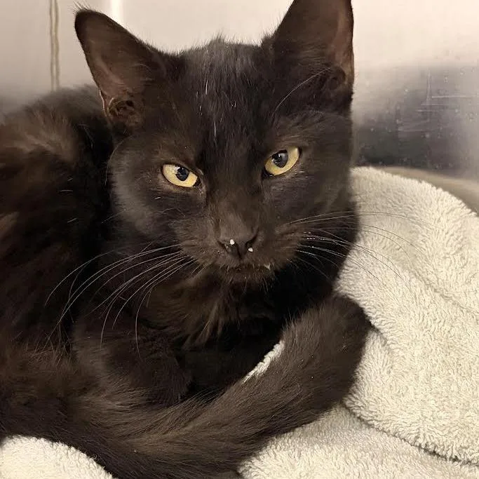 A baby small-sized female Black Domestic Short Hair cat named Agatha for adoption in Marshall, TX