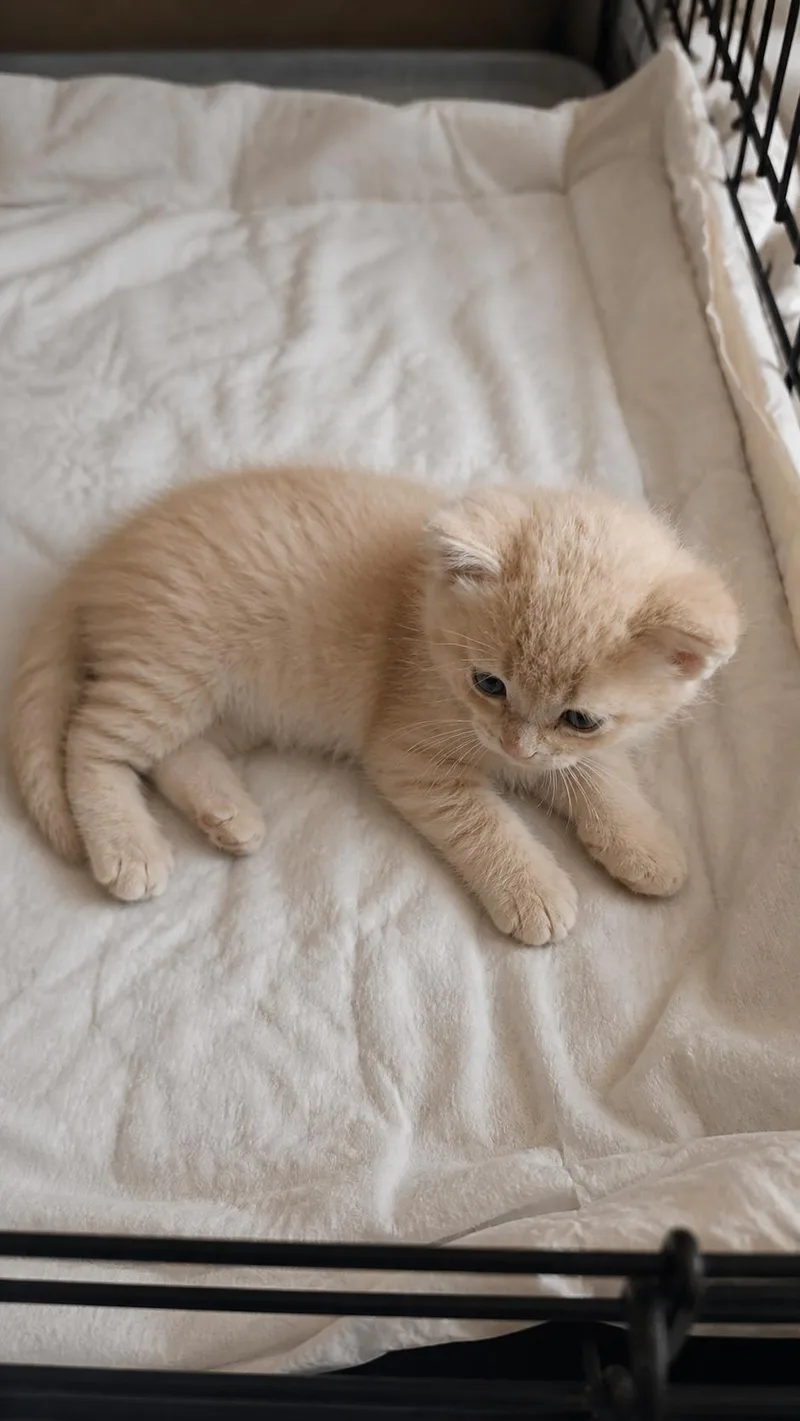 A baby small-sized male Domestic Short Hair cat named Zed for adoption in Rio Linda, CA