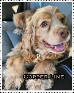 An adult small-sized male Cocker Spaniel dog named Copperline for adoption in Alpharetta, GA