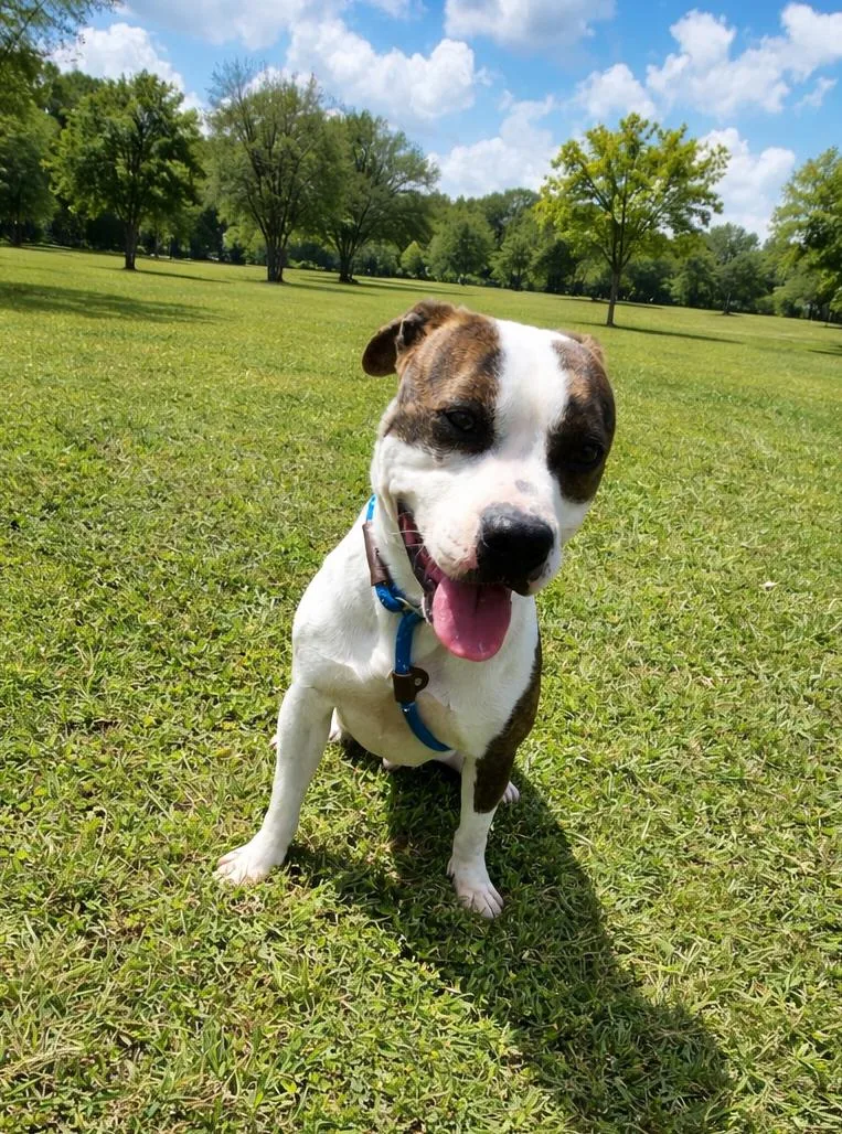 A young medium-sized male Brindle American Staffordshire Terrier dog named Teddy for adoption in Mesquite, TX