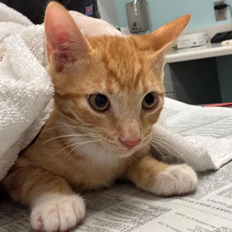 A baby small-sized male Orange / Red Domestic Short Hair cat named Benjamin for adoption in Jacksonville, FL