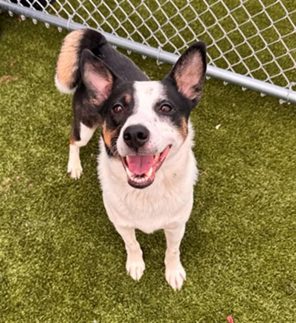 A young medium-sized male Australian Cattle Dog / Blue Heeler dog named Bingo for adoption in Toledo, OH