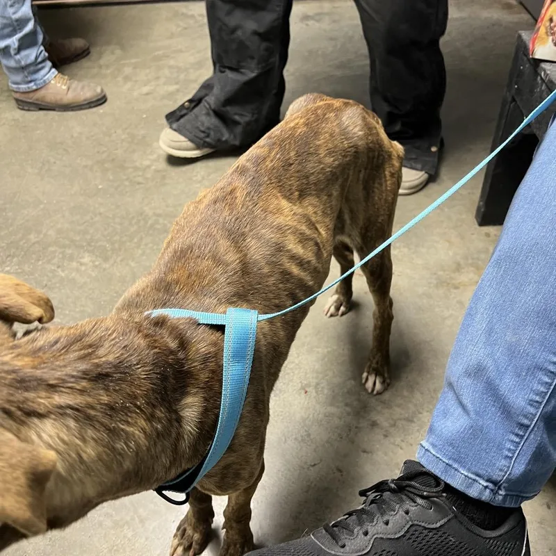 An adult large-sized male Brown / Chocolate Mixed Breed dog named Cooper for adoption in Independence, KS