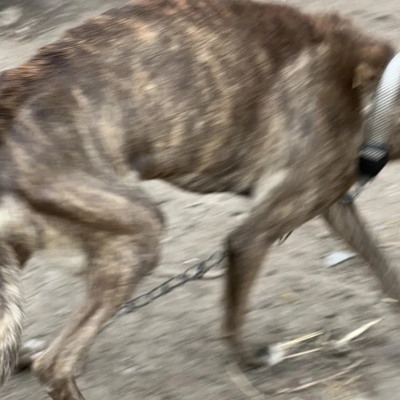 Cooper thumbnail 2