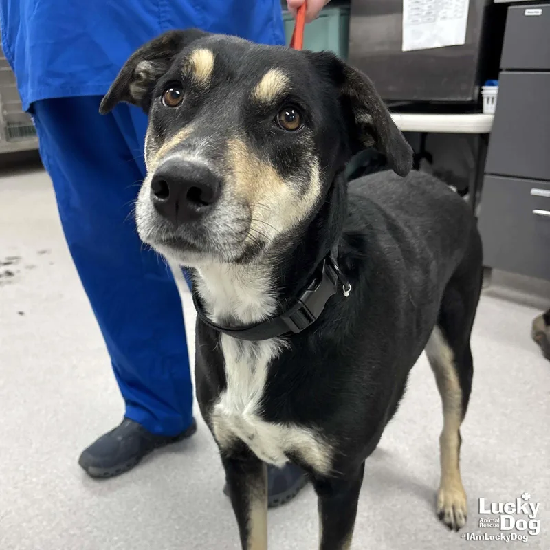 A young large-sized female Shepherd dog named Freya for adoption in Washington, DC