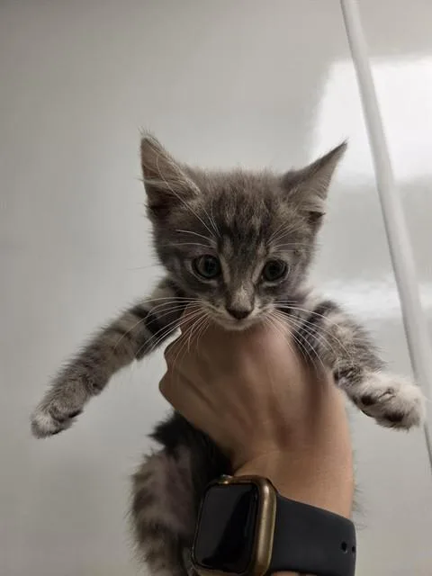 A baby small-sized male Domestic Medium Hair cat named Tweety for adoption in Ontario, CA