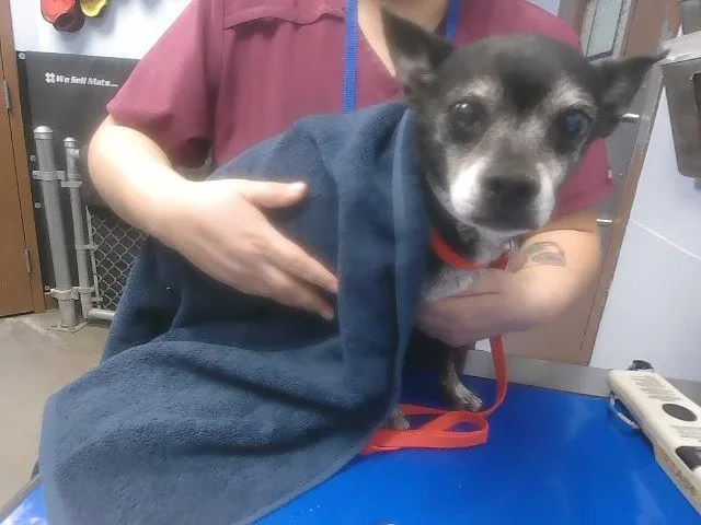 A senior small-sized male Chihuahua dog named Elmo for adoption in Phoenix, AZ